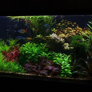 Tank 2 (species list in comments)