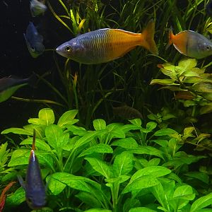 Tank 2 - some of the inhabitants