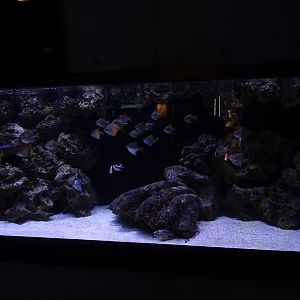 Tank 3 (species list in comment)