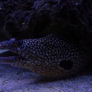 Tank 3 - Honeycomb moray (Muraena melanotis)