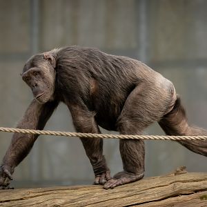 Chimpanzee : Whipsnade : 22 Mar 2025