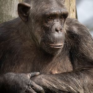 Chimpanzee : Whipsnade : 22 Mar 2025