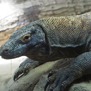 Komodo Dragon