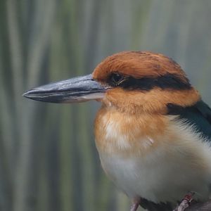 Guam Kingfisher