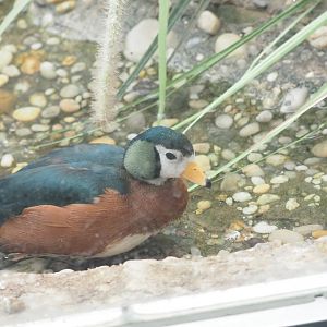 African Pygmy Goose