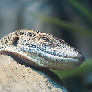 Merten's Water Monitor