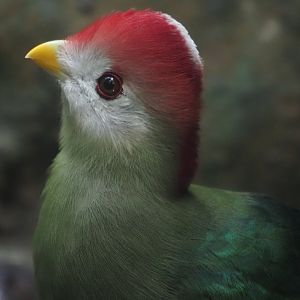 Red-Crested Turaco