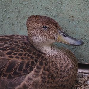 Yellow-Billed Pintail