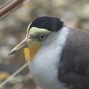 Masked Lapwing