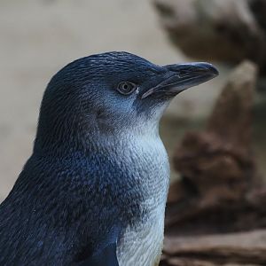 Little Blue Penguin