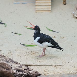 Eurasian Oystercatcher 1