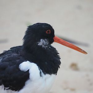 Eurasian Oystercatcher 2