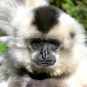 Yellow-cheeked gibbon