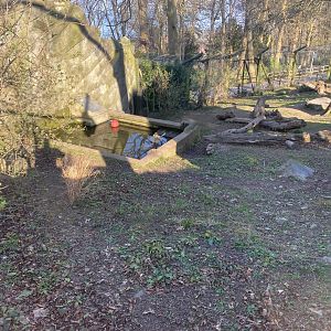 European brown bear enclosure 190325