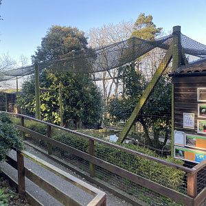 Andean condor aviary 190325