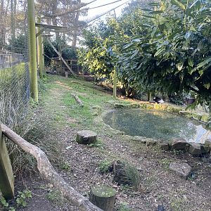 Andean condor aviary 190325