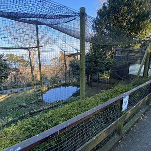Andean condor aviary 190325
