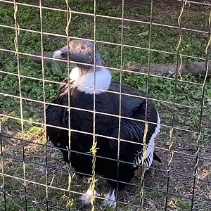Andean condor 190325