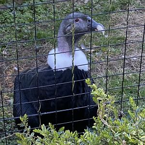 Andean condor 190325