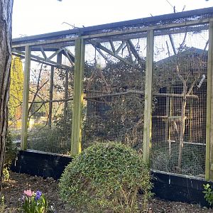 Cotton top tamarin enclosure 190325