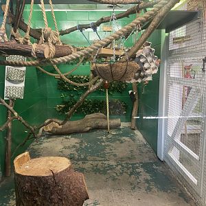 Cotton top tamarin enclosure indoors 190325