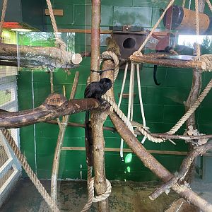 Goeldi’s monkey enclosure indoors 190325