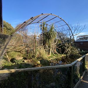 Goeldi’s monkey open fronted enclosure 190325