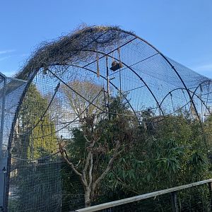 Lar gibbon enclosure 190325