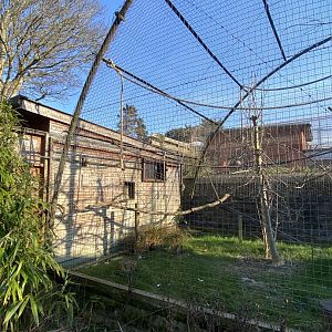 Red-faced spider monkey enclosure 190325