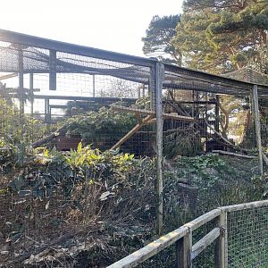 Yucatan margay enclosure 190325