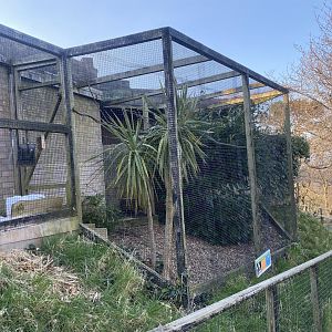 Western barn owl aviary 190325