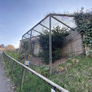 Western barn owl aviary 190325