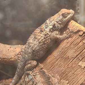 Texas Discovery Gardens - Sceloporus olivaceus