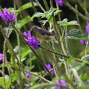 Bird ID? Wild in Costa Rica