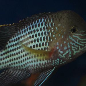 Green terror (Andinoacara rivulatus) - Purbasari Pancuran Mas