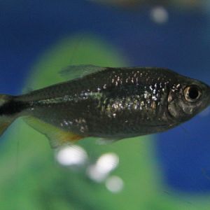 Buenos Aires tetra (Psalidodon anisitsi) - Purbasari Pancuran Mas