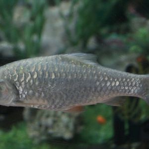 Javaen barb (Systomus rubripinnis) - Purbasari Pancuran Mas