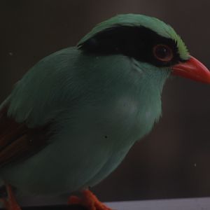 Sunda green magpie (Cissa chinensis minor) - Purbasari Pancuran Mas