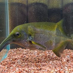 Long-nosed Elephantfish (Campylomormyrus cf. numenius)