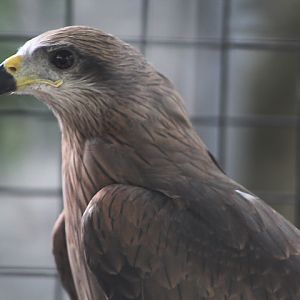 Black kite (Milvus migrans lineatus) - Purbasari Pancuran Mas
