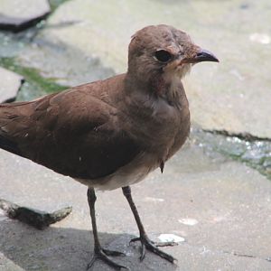 Oriental pranticole (Glareola maldivarum) - Purbasari Pancuran Mas