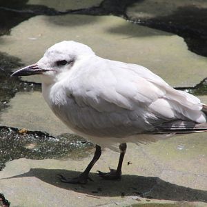 Asian gull-billed tern (Gelochelidon nilotica affinis) - Purbasari Pancuran Mas