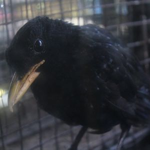 Malayan yellow-billed whistling thrush (Myophonus caeruleus dichrorhynchus) - Purbasari Pancuran Mas