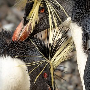 Northern rockhopper penguin : Whipsnade : 22 Mar 2025