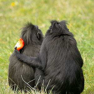 Sulawesi crested macaque : Whipsnade : 22 Mar 2025