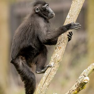 Sulawesi crested macaque : Whipsnade : 22 Mar 2025