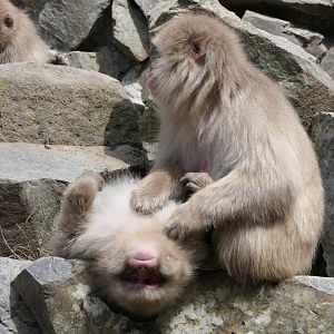 Hondo Macaque (Macaca fuscata fuscata)