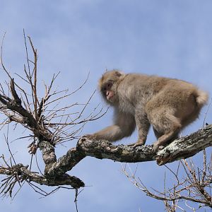 Hondo Macaque (Macaca fuscata fuscata)