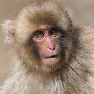 Hondo Macaque (Macaca fuscata fuscata)