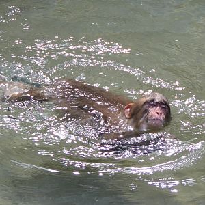 Hondo Macaque (Macaca fuscata fuscata)